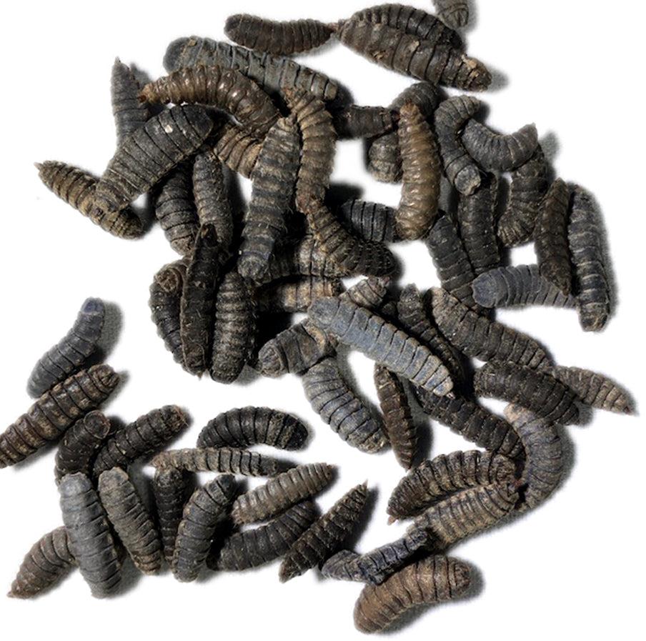 Black Soldier Fly (BSF) Life Cycle and Biology
