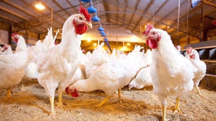 Artificial Insemination (AI) in Broiler Breeders